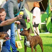 ARANA BULLENGERS - CUTE & CRAZY