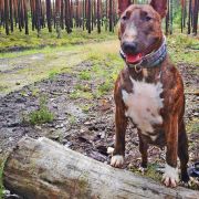 ARANA BULLENGERS - CUTE & CRAZY