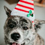 Arashi Raionkingu (FCI)