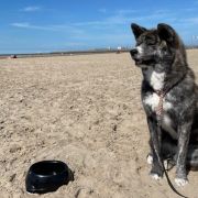 Arashi Raionkingu (FCI)