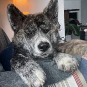 Arashi Raionkingu (FCI)