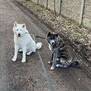 Arashi Raionkingu (FCI)