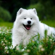 ARCHI SMILING SNOWDANCE