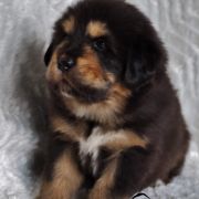 ARCO Guard of Kajlas FCI