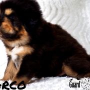 ARCO Guard of Kajlas FCI