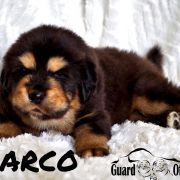 ARCO Guard of Kajlas FCI