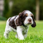 AREO House of The Shaggy Dogs FCI 