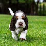 AREO House of The Shaggy Dogs FCI 