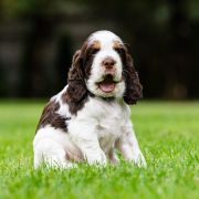 AREO House of The Shaggy Dogs FCI 