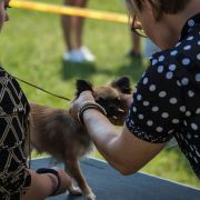 ARIANA Richawazkortow