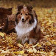 ARIKA (LUNA) - ALBADORJA FCI