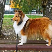 ARIKA (LUNA) - ALBADORJA FCI 2