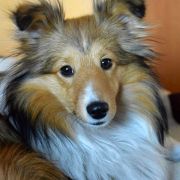 ARIKA (LUNA) - ALBADORJA FCI 4