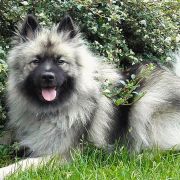 Arika z Chaty Horpyny