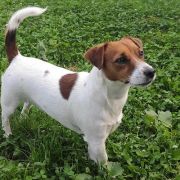 ARIZONA Herbu Piorun (FCI)