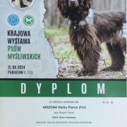 ARIZONA Herbu Piorun (FCI)