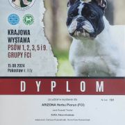 ARIZONA Herbu Piorun (FCI)