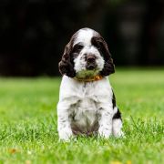 ARRYK House of The Shaggy Dogs FCI 