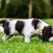 ARRYK House of The Shaggy Dogs FCI 