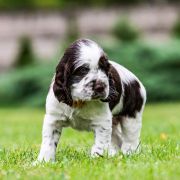 ARRYK House of The Shaggy Dogs FCI 