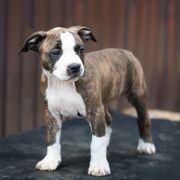 Arwena Guardian of Forest 