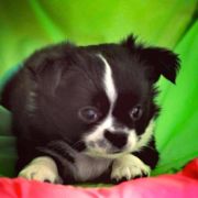 ASLAN Bella Picollo FCI 4