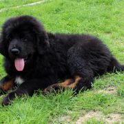 ASLAN'S SHADOW CEDRA 2