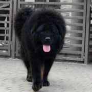 ASLAN'S SHADOW CEDRA