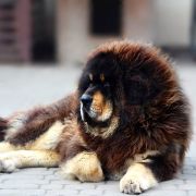 ASLAN'S SHADOW VEGA 4