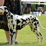 ASSAI AMIDALA Collina Nera (FCI)