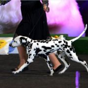 ASSAI AMIDALA Collina Nera (FCI)