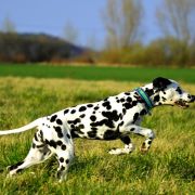 ASSAI AMIDALA Collina Nera (FCI)