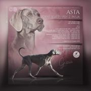 ASTA Gray Silver - Psy z Pasja FCI