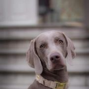 ASTA Gray Silver - Psy z Pasja FCI