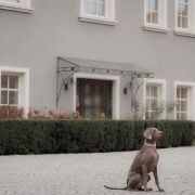 ASTA Gray Silver - Psy z Pasja FCI