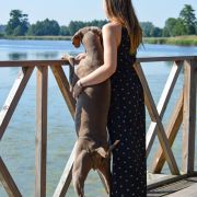 ASTA Gray Silver - Psy z Pasja FCI