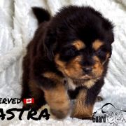 ASTRA Guard of Kajlas FCI