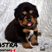 ASTRA Guard of Kajlas FCI