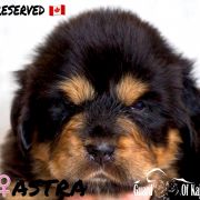 ASTRA Guard of Kajlas FCI