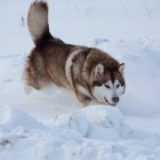 Atabaski Khan Yasmin Amirsher