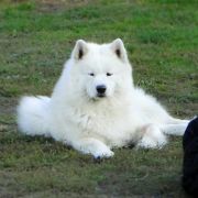  ATISSA SESTO SENSO 4