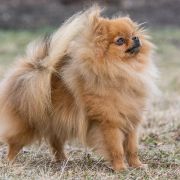  ATRAKCJA z Niedźwiedziej Gawry