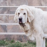 ATREVIDO de Trashumancia