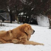 ATREVIDO de Trashumancia