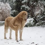 ATREVIDO de Trashumancia