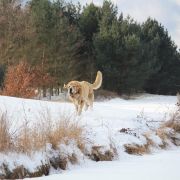 ATREVIDO de Trashumancia
