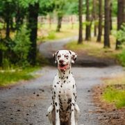 ATTACCA SUBITO Collina Nera 2