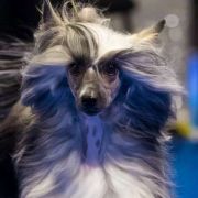 ATTIBASSI DREAM OF COFFEE Roingold