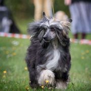 ATTIBASSI DREAM OF COFFEE Roingold 2