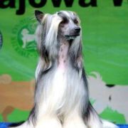 ATTIBASSI DREAM OF COFFEE Roingold 3